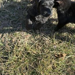 Girl 1 - Black female Giant Schnauzer puppy in Bois D’arc, Missouri from Down Low Kennels