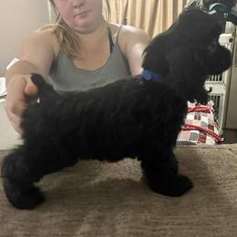 Black stone - Black male Cocker Spaniel puppy in Charleston, Tennessee from Nefer's Kennel