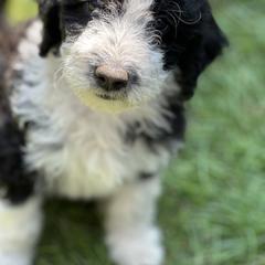 Bordoodle Puppies from Bordoodles of Maine