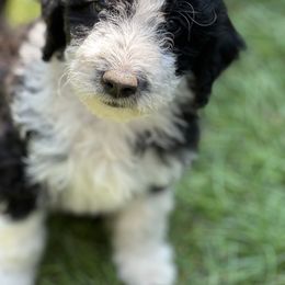 Bordoodle Puppies from Bordoodles of Maine