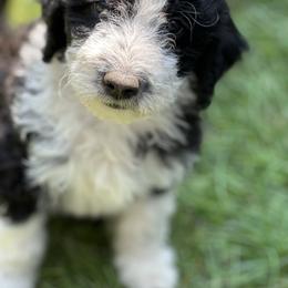 Bordoodle Puppies from Bordoodles of Maine