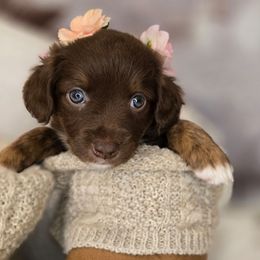 Audrey - Brown female Double Doodle puppy in Prescott Valley, Arizona from Ramirez Family Doodles