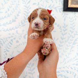 Winston - Red collar boy - Red  male Goldendoodle puppy in Ruthorfordton, North Carolina from Duncan Doodles Goldendoodles
