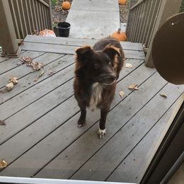 Maggie - Australian Shepherd