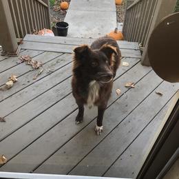 Maggie - Australian Shepherd