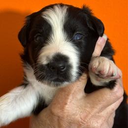 Pooh Bear - Black tri-color male Australian Shepherd puppy in Marshall, Virginia from Aussie Tales Farm