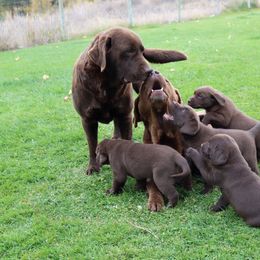 Labrador Retriever Puppies from Zumi's Labs