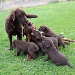 Labrador Retriever Puppies from Zumi's Labs
