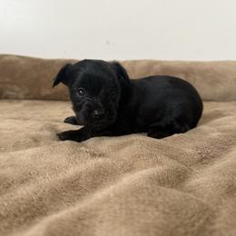 Jett - Black and tan male Yorkshire Terrier puppy in Elk Ridge, Utah from Janita's Yorkshire Terriers