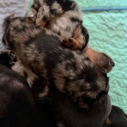 Harlequin Female 2 - Harlequin female Beauceron puppy in Floyd’s Knobs, Indiana from Birdwing Beaucerons