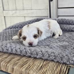 Lennon - Parti female Goldendoodle puppy in Floyd, Virginia from Hearts and Paws Poodles and Doodles