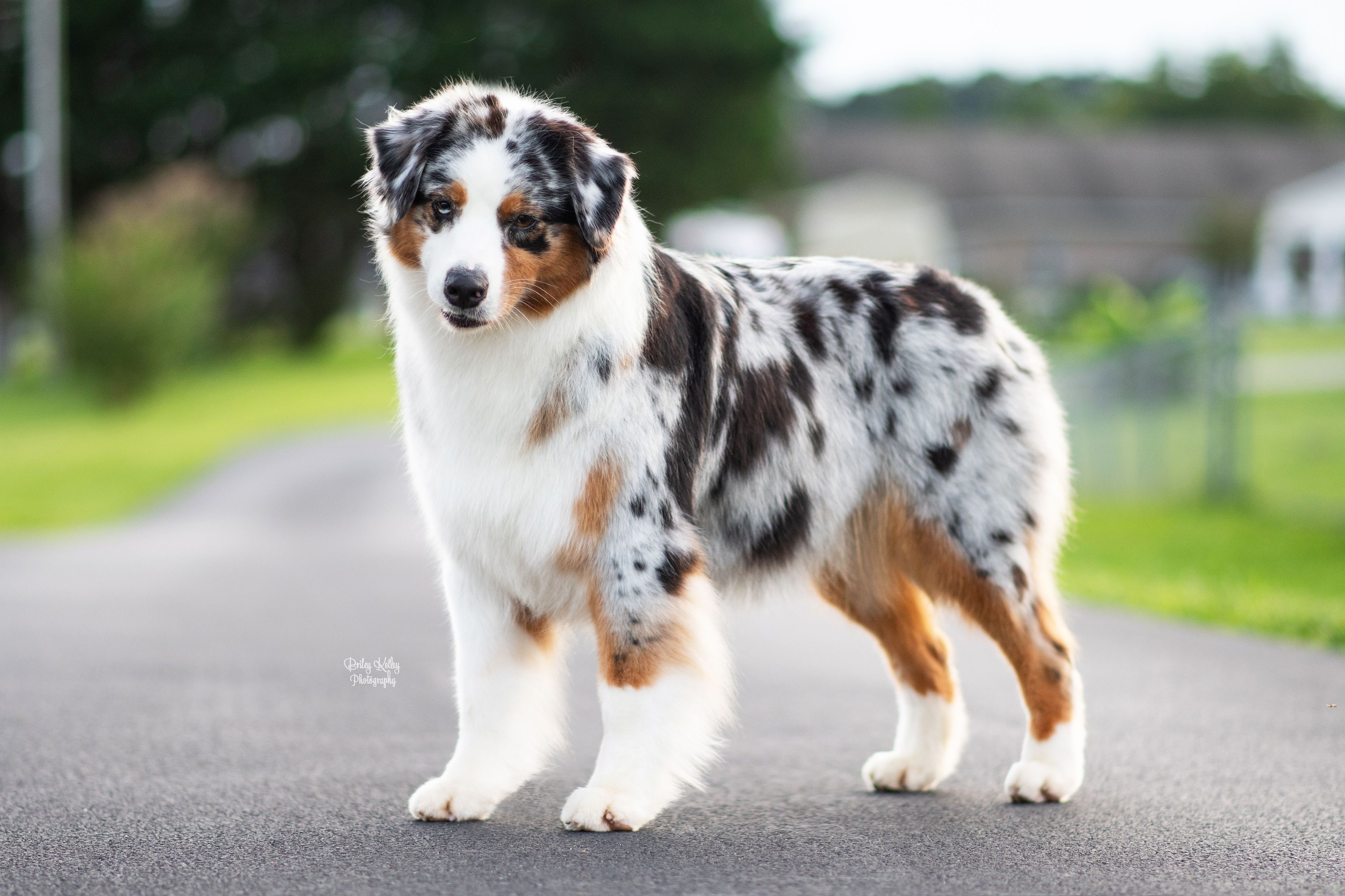 Lotus Australian Shepherds in Tennessee | Australian Shepherd puppies ...