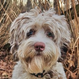 Willow - Cockapoo