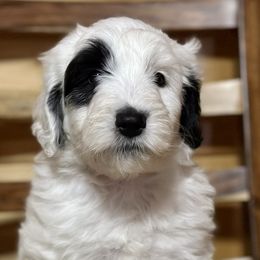 Nora - Black and white Sheepadoodle puppy in Candler, North Carolina from Celia's Sheepadoodles