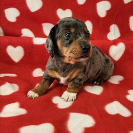 Rudolf - Dapple male Dachshund puppy in Anaconda, Montana from Williams Family Dachshunds