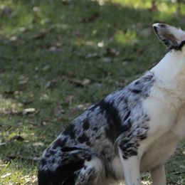 Border Collies from Shurcan Kennels