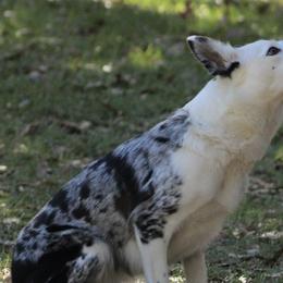 Border Collies from Shurcan Kennels