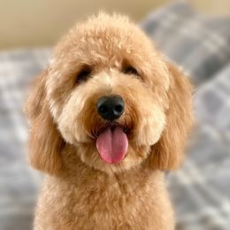 Goldendoodles, Poodles, and Yorkshire Terriers from Fancy Paws Inc