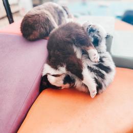 Australian Shepherd Puppies from Crystalbrook Aussies