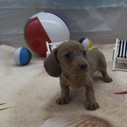 Blue Based Red Smooth - Red male Dachshund puppy in Killeen, Texas from Southern Dachshunds