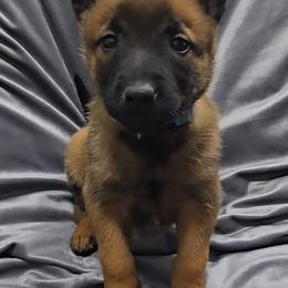 Croft's Turquoise - Mahogany female Belgian Malinois puppy in Berry, Alabama from North River k9
