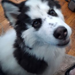 Siberian Husky All Grown Up from WolfPackk