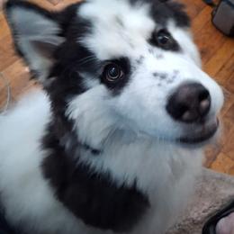 Siberian Husky All Grown Up from WolfPackk