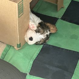 Boy 3 - Sealyham Terrier puppy in Fort Collins, Colorado from Altaco