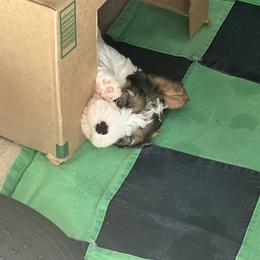 Boy 3 - Sealyham Terrier puppy in Fort Collins, Colorado from Altaco