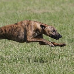 Whippets from Keen Whippets