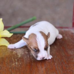 Carlisle - Tan and white male Jack Russell Terrier puppy in West Bend, Iowa from Blue Skies Terriers