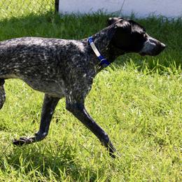 Bodhi - German Shorthaired Pointer