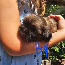 Boy 2 - Chocolate and tan male Shih Tzu puppy in Springville, Indiana from DeFord Shih Tzu