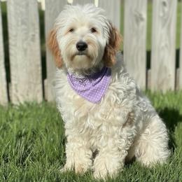 Penny - Goldendoodle