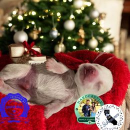 Green Collar Male - White male Miniature Schnauzer puppy in Sacramento, California from Hardcastle Family Schnauzer’s