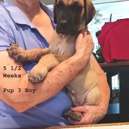 Great Dane Puppies from Drogheda Great Danes