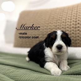 Marker - Tri-color male Bernedoodle puppy in Jackson, Mississippi from T.M. Poodles & Doodles
