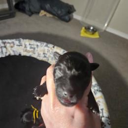 Green - Black female Scottish Terrier puppy in Seligman, Arizona from Magnum Scottish Terriers
