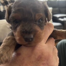 Yorkipoo puppies from Robyn’s Nest