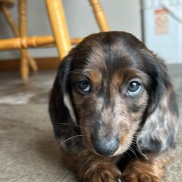 Bear - Dachshund
