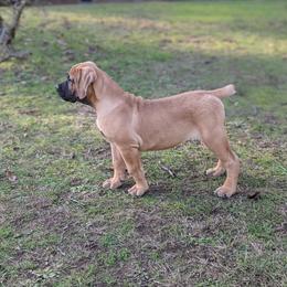Boerboel Puppies from Askuwheto Boerboels