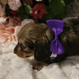 Dachshund Puppies from CLARK'S BREEDING PROGRAM