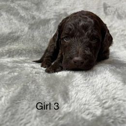 Goldendoodle Puppies from Bell’s Goldendoodles