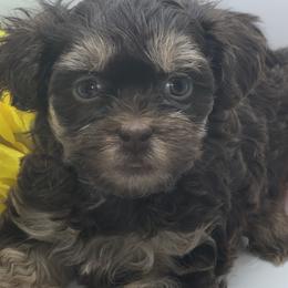 Shihpoos and Shih Tzus from Precious Shihpoo’s and Luxurious Shih Tzu’s