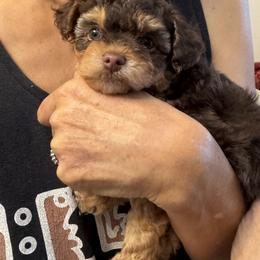 Maltipoo and Yorkipoo Puppies from Xelha Gerber