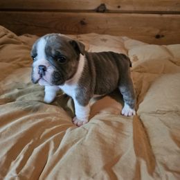 Boy 1 - Blue tri-color male Bulldog puppy in Callao, Virginia from Northern Neck Bulldogs