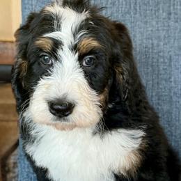 Yellow Boy - Tri-color male Bernedoodle puppy in Trussville, Alabama from Cahaba Farms Doodle, Co.