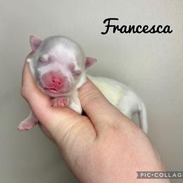 Francesca - White female Maltese puppy in Morehead, Kentucky from Paw Perfect Pets