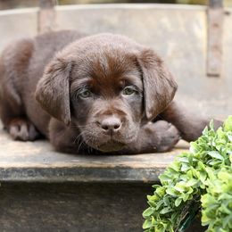 Labrador Retrievers from FireFly Farm Kennels