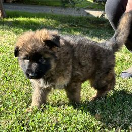 German Shepherd and Pembroke Welsh Corgi Puppies from Top Shepherd Perlez
